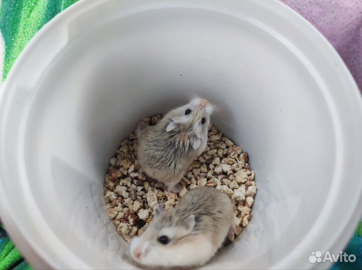 Хомяк Роборовского