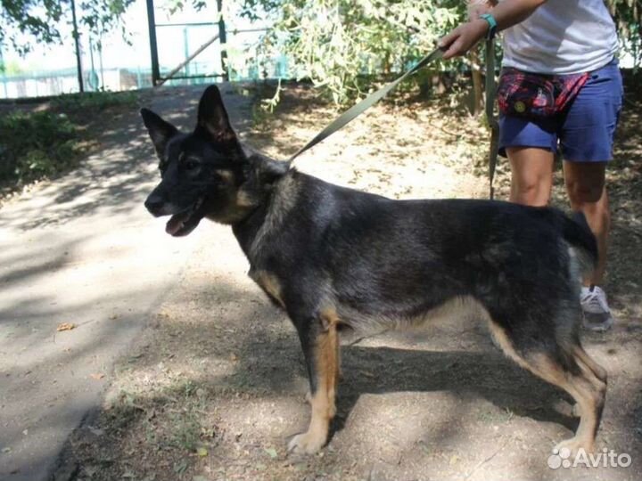 Собака из приюта