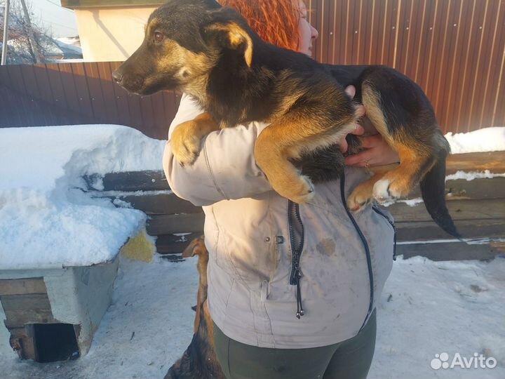Щеночки