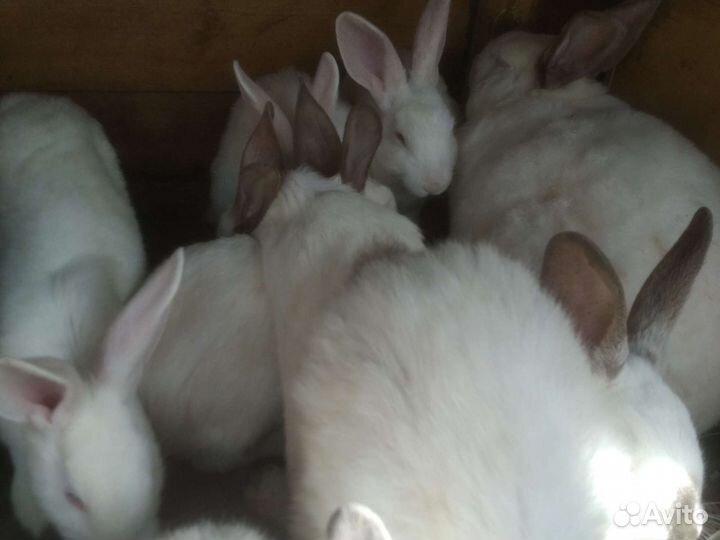 Кролики 2,5 месяцев