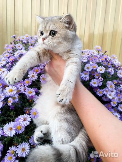 Бриташка краса