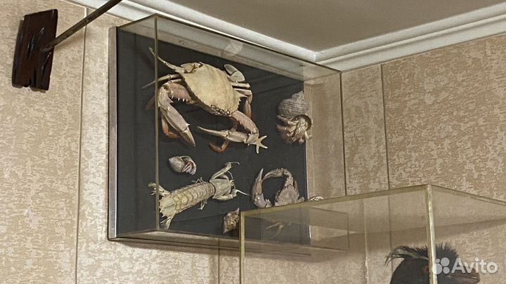 Крабы сушеные