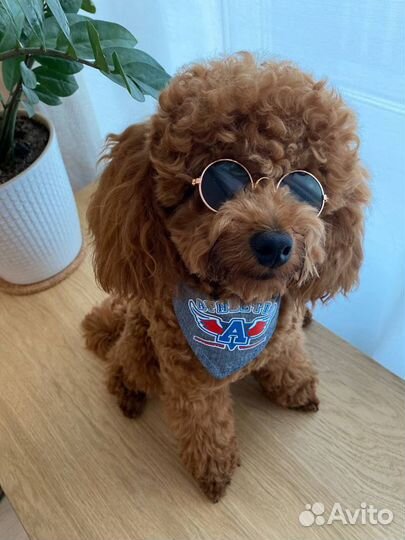 Вязка. Той пудель