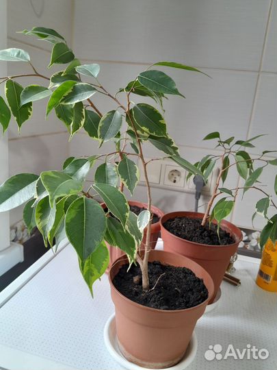 Фикус бенджамина