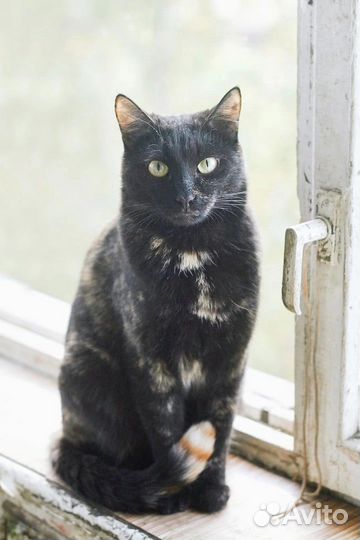 Черепаховая кошка