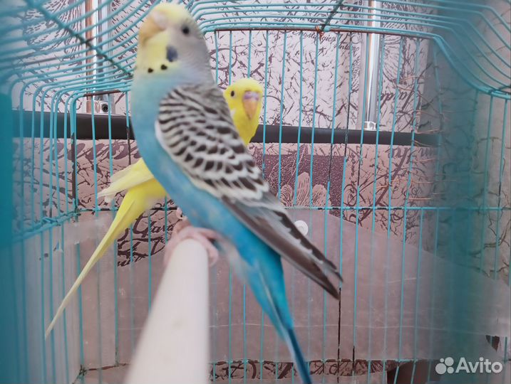 Волнистый попугай