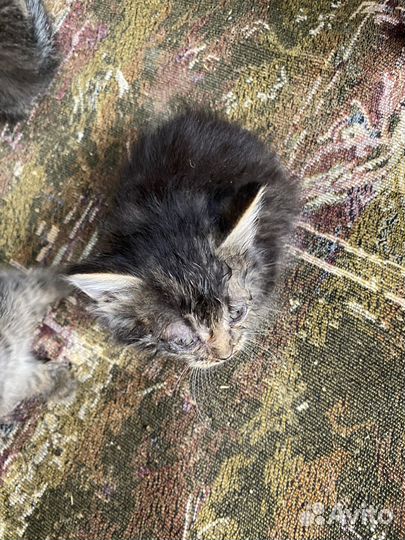 Отдам в добрые руки котят