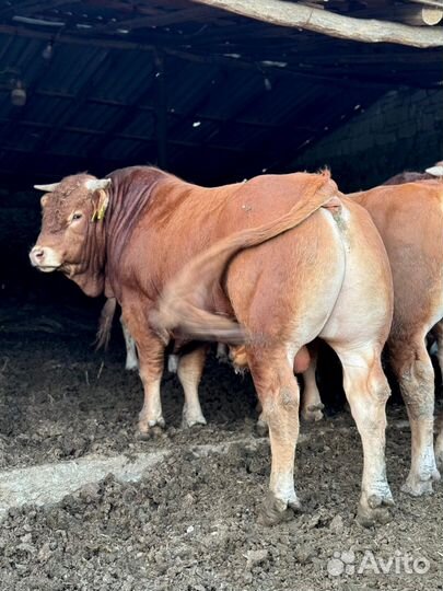 Бычки быки лимузин