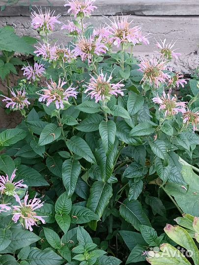 Кустарники, цветы (посадочный материал)