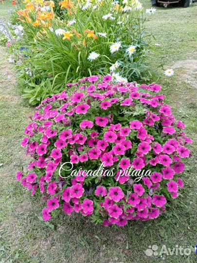 Петуния, лобелия, ипомея батат