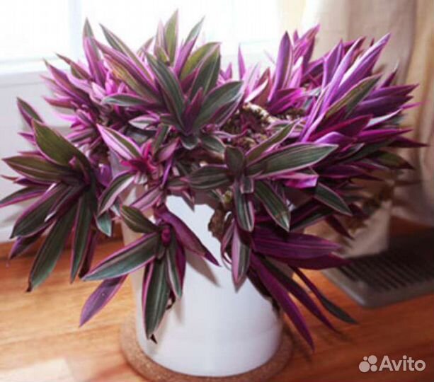 Домашние цветы,растения