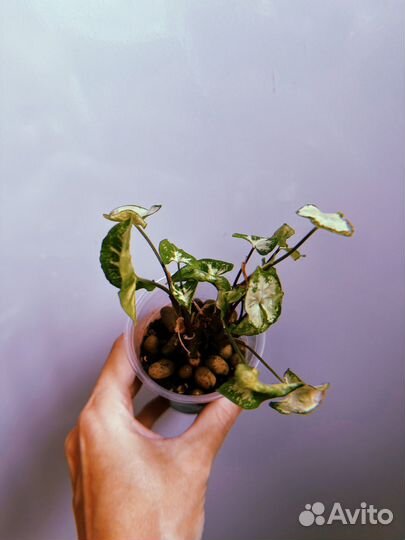 Сингониумы сортовые