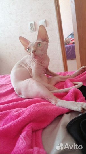 Донской сфинкс