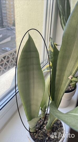 Сансевиерия муншайн вариегатный