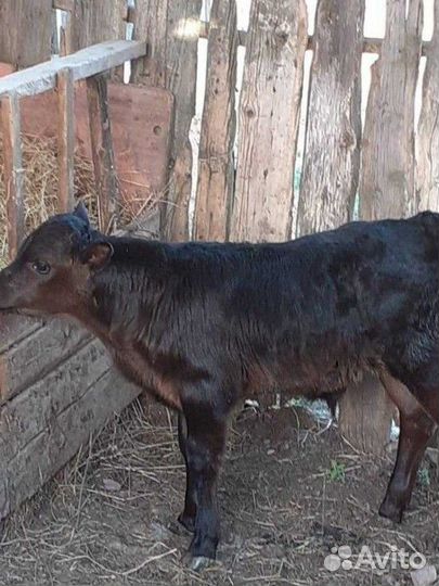 Телята холмагоры