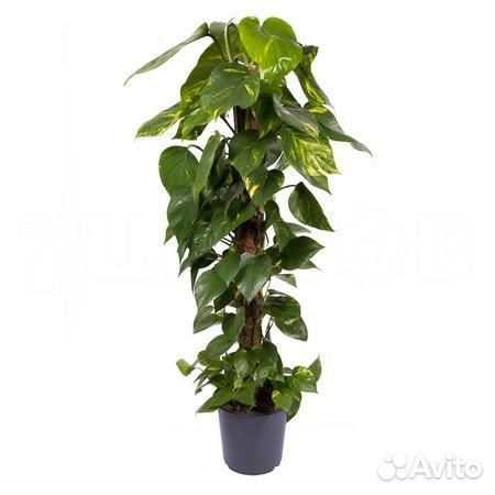 Горшечные растения купить в Москве | Товары для дома и дачи | Авито