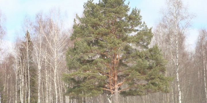 Участок 1,67 га (ИЖС)