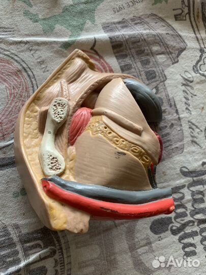 Анатомия человека