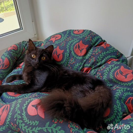 Черный котенок