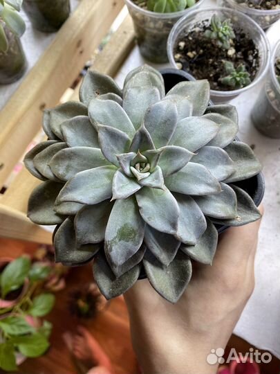 Эхеверия суккуленты седум пахиверия