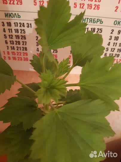 Герань королевская