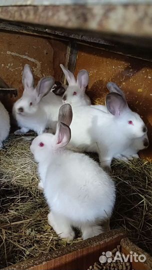 Кролики мясных пород
