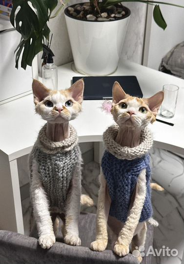 Одежда для собаки или кошки на заказ