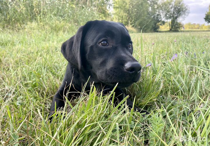 Щенок лабрадора мальчик подрощенный