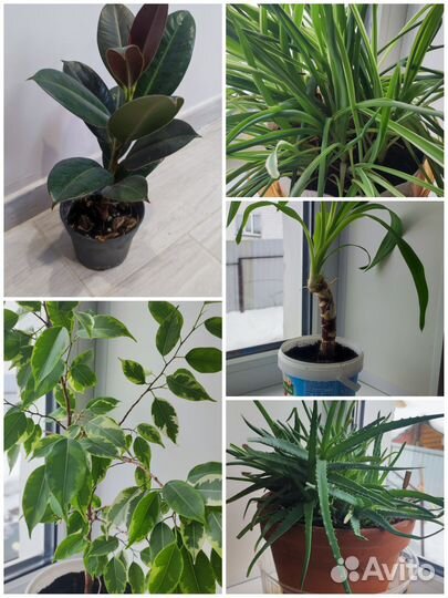 Домашние цветы