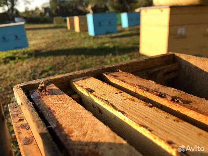 Медовые Соты