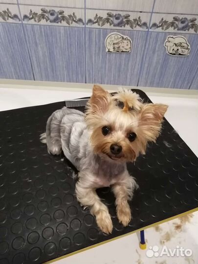 Стрижка кошек и собак