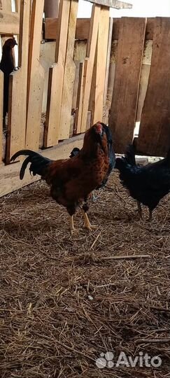 Молодые петухи