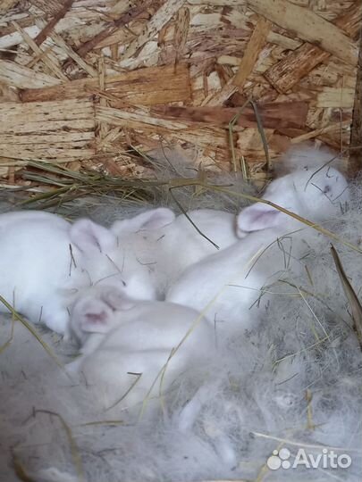 Кролики мясных пород