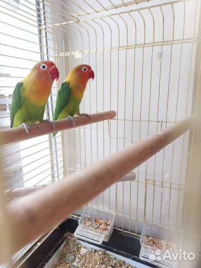 Попугай неразлучники