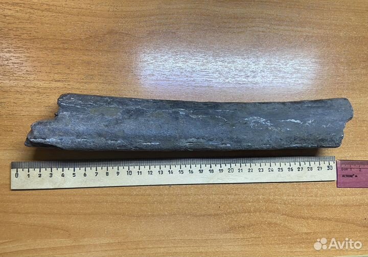 Окаменелое ребро