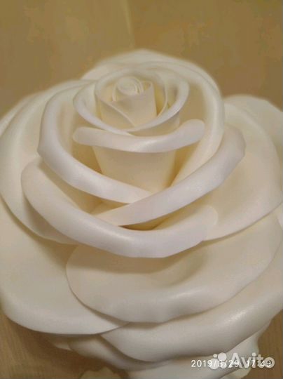 Ростовые цветы Роза