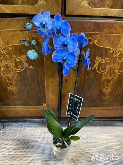 Синяя орхидея