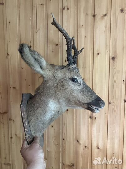 Чучело лани