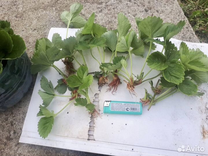 Рассада клубники(усы)