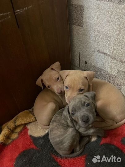 Щенки питбуля