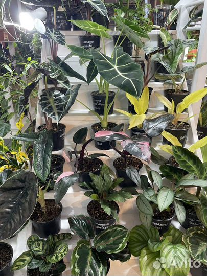 Растения на выставке -продаже цветов 22-23 марта