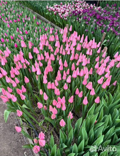 Луковицы тюльпана 10/11/12+ опт