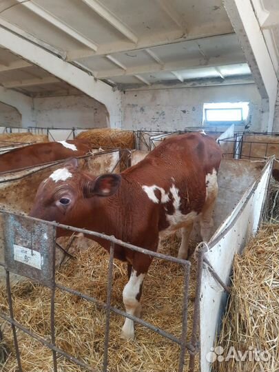 У Бычки сименталы лимузины холмогоры