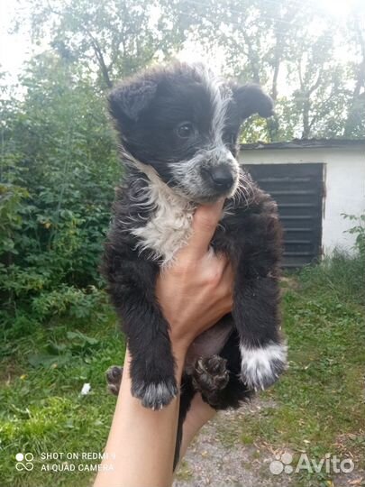 Щенки в добрые руки даром