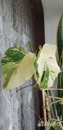 Монстера вариегатная