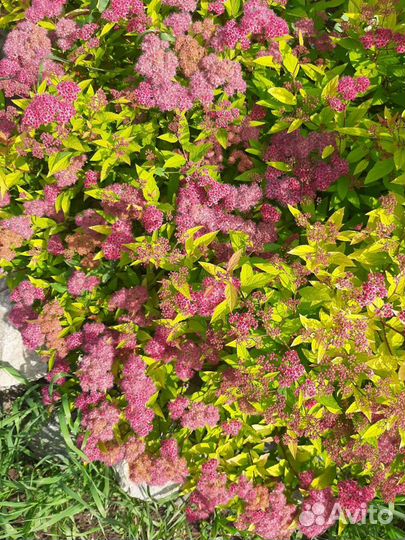 Спирея японская