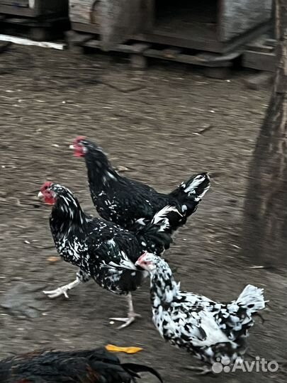 Петухи ливенские
