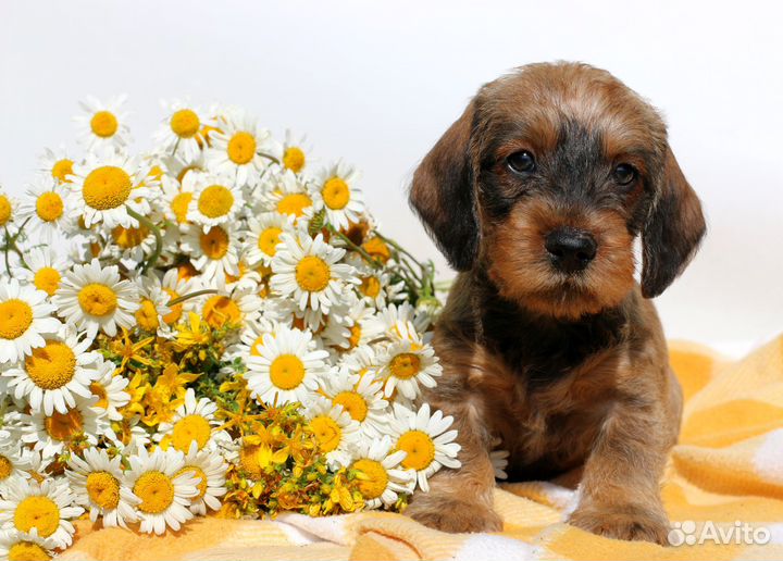 Жесткошерстные рыжики. Питомник РКФ