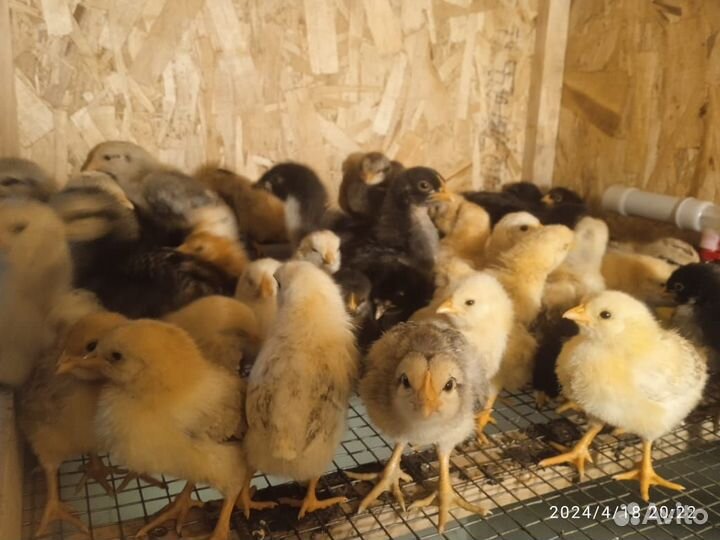 Цыплята суточные и подрощенные Разный возраст
