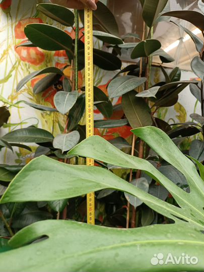 Монстера деликатесная Тауэр